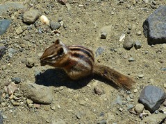 8. Chipmunk.JPG